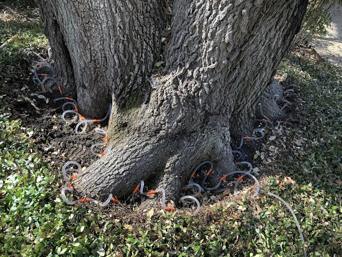 Detailed Shrub and Hedge Trimming job site in Dell