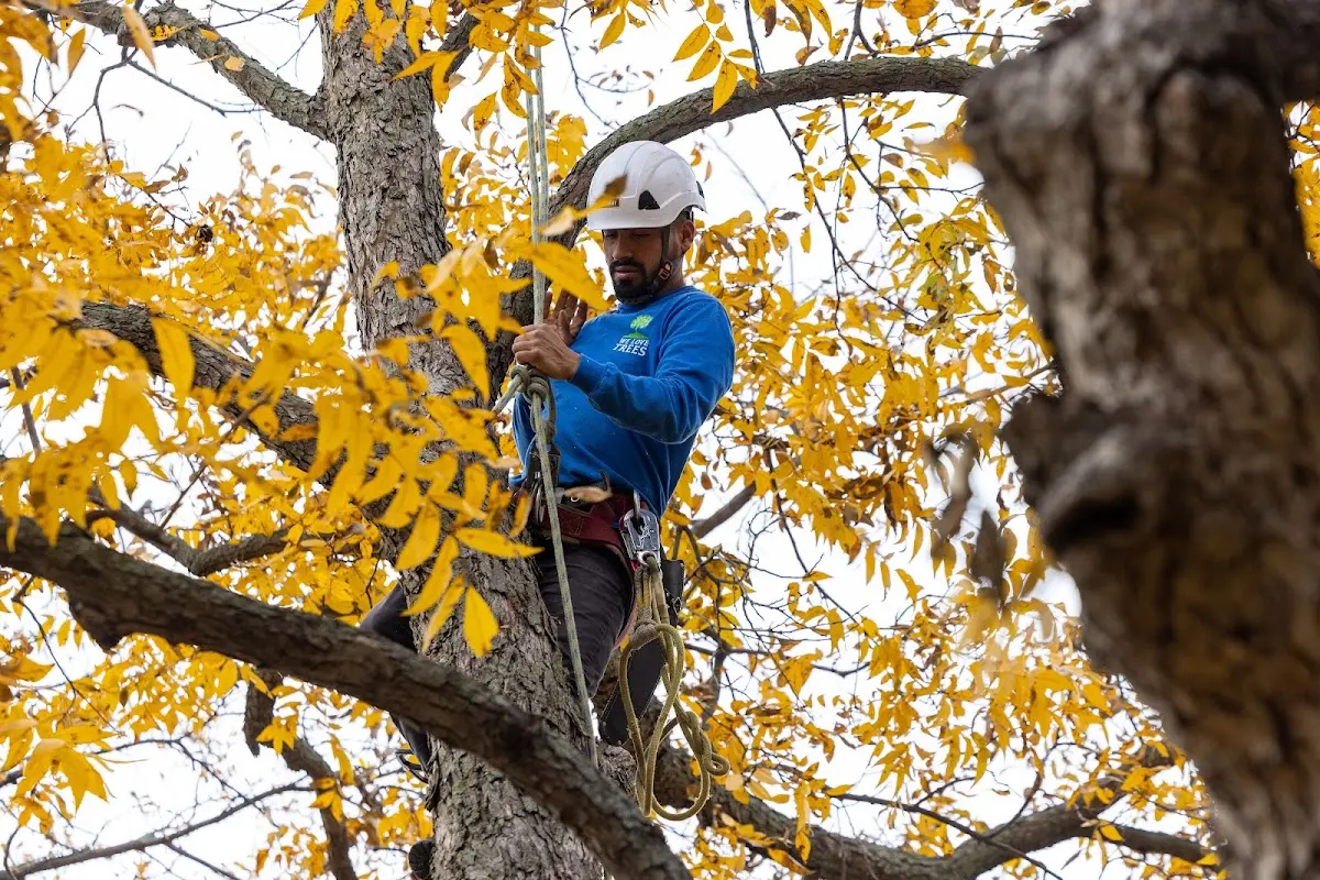 Skilled Tree Planting crew working in Dell